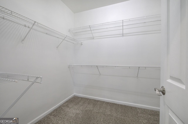 spacious closet featuring carpet