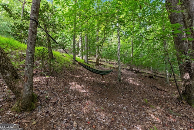 view of local wilderness