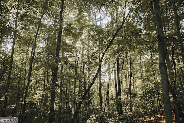 view of local wilderness