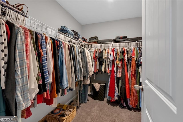 walk in closet with carpet flooring