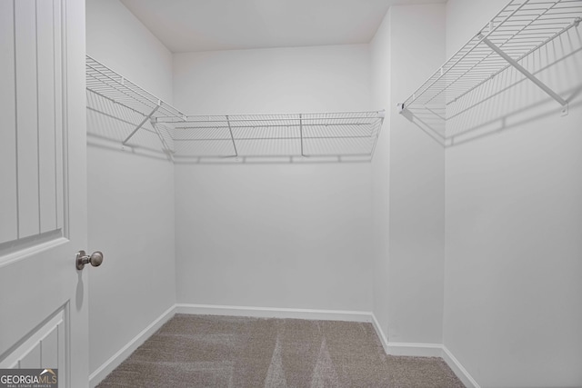 spacious closet featuring carpet floors