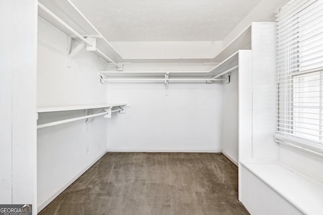 spacious closet featuring carpet flooring