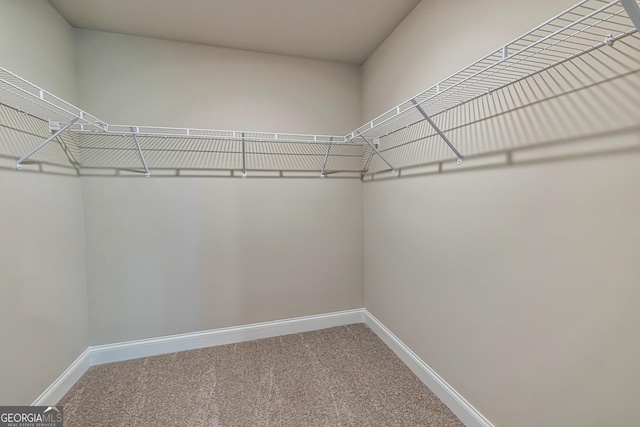 spacious closet featuring carpet floors