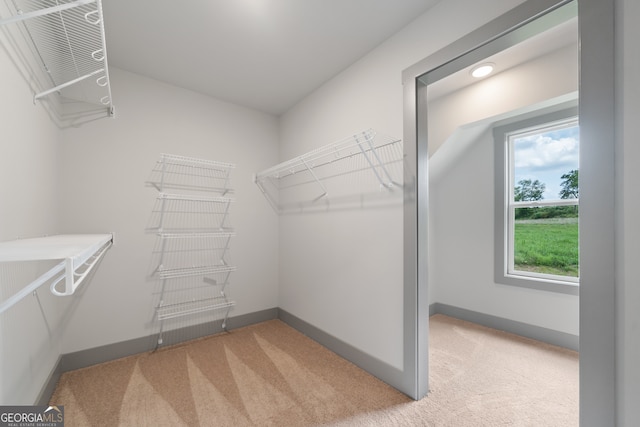 walk in closet featuring light colored carpet