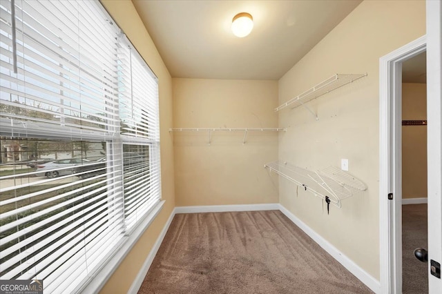 spacious closet featuring carpet flooring