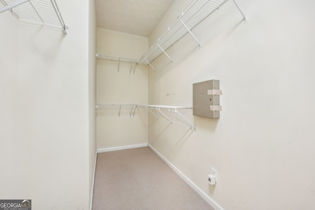 spacious closet featuring carpet