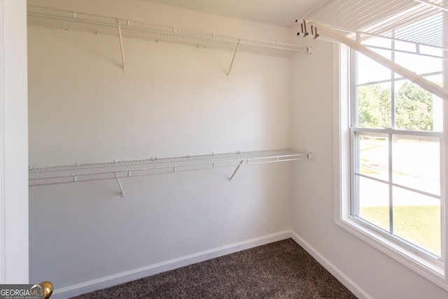 walk in closet featuring carpet floors