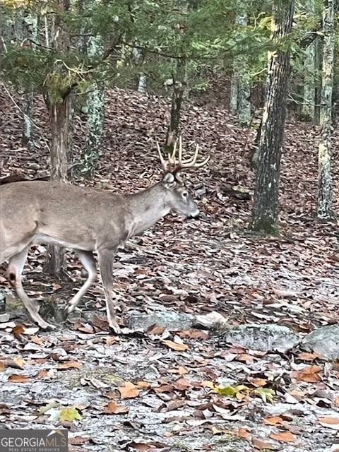 view of local wilderness