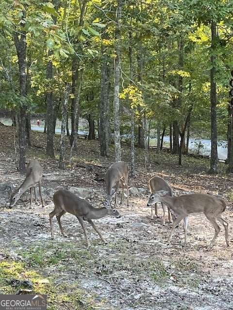 view of local wilderness