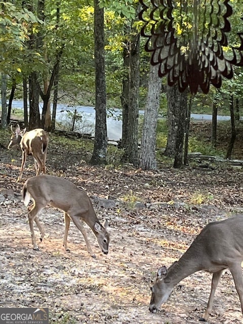 view of local wilderness