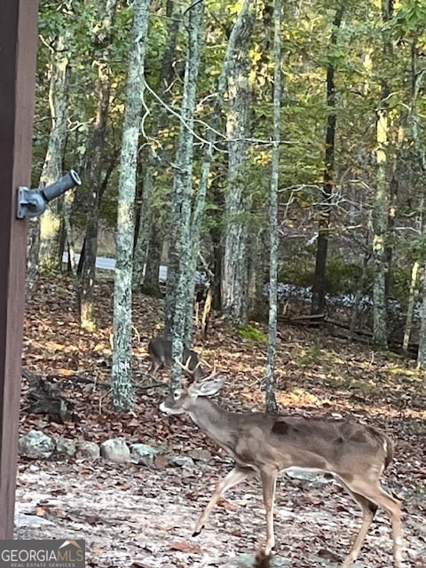 view of local wilderness