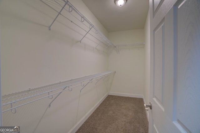 walk in closet featuring carpet floors