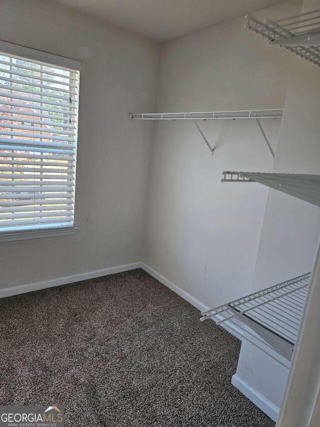 spacious closet featuring carpet flooring