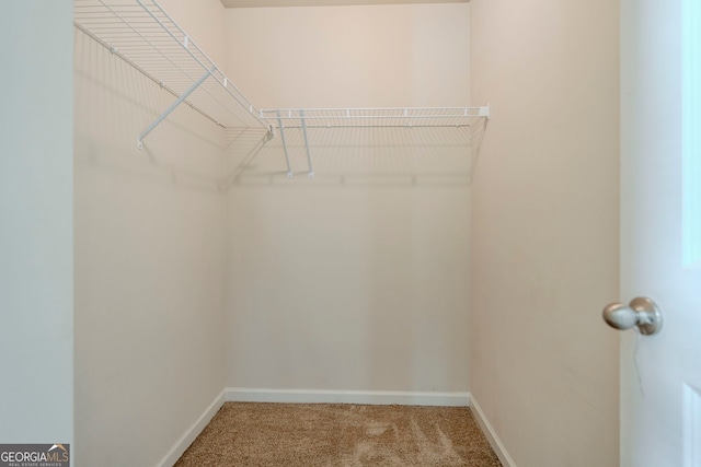 spacious closet featuring carpet