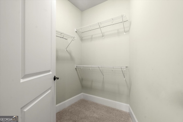 walk in closet with carpet floors