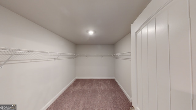 spacious closet featuring carpet flooring