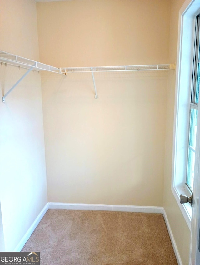 spacious closet featuring carpet