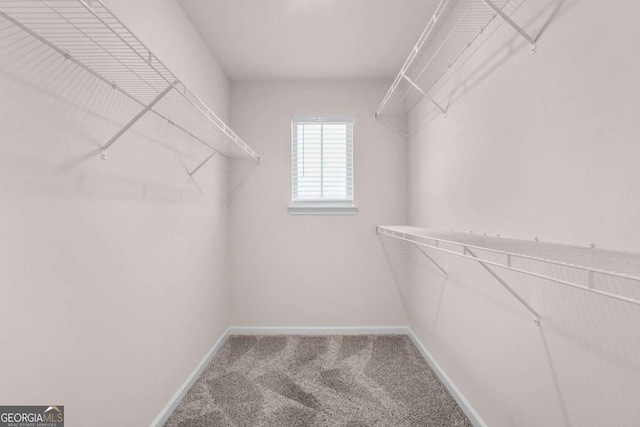 spacious closet featuring carpet flooring