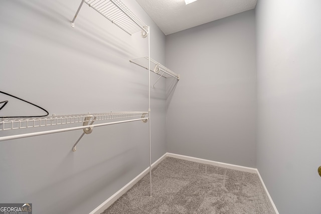 walk in closet with carpet flooring