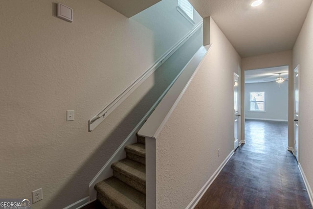 stairway featuring ceiling fan and hardwood / wood-style flooring