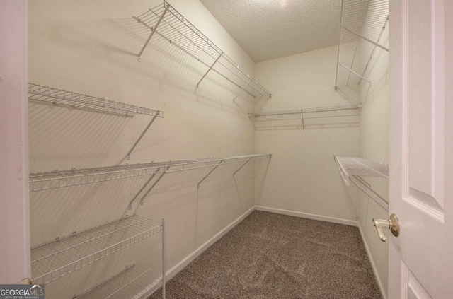 spacious closet featuring carpet