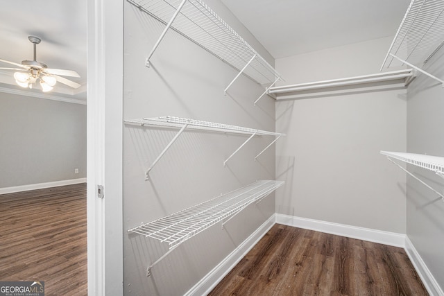 walk in closet with dark hardwood / wood-style flooring and ceiling fan