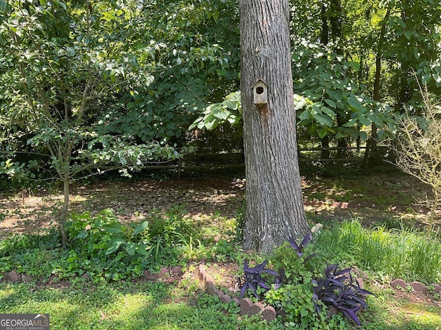 view of local wilderness