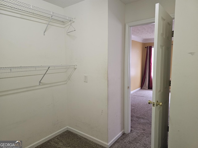 walk in closet with carpet flooring