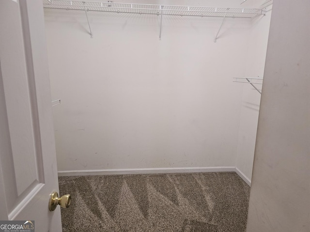 spacious closet featuring carpet flooring