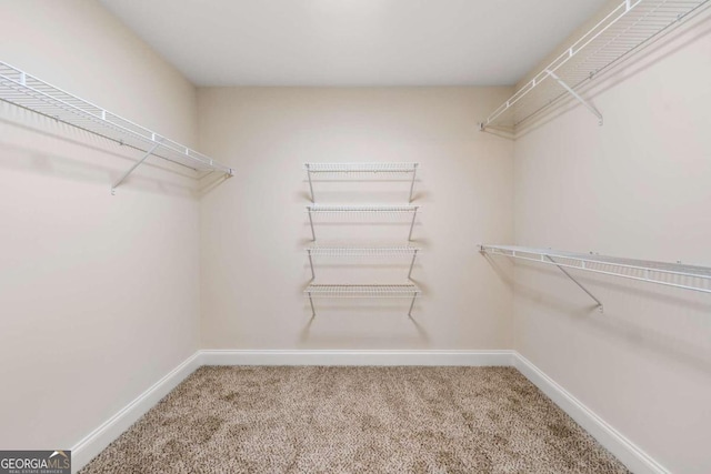 walk in closet with carpet floors