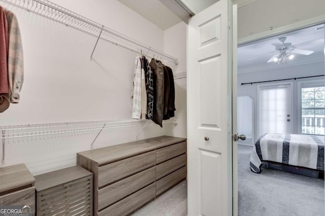 walk in closet with carpet floors and ceiling fan