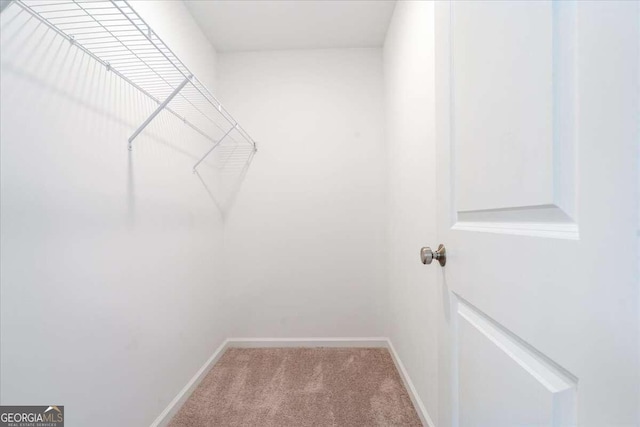 walk in closet featuring carpet floors