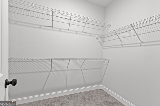 spacious closet featuring carpet floors