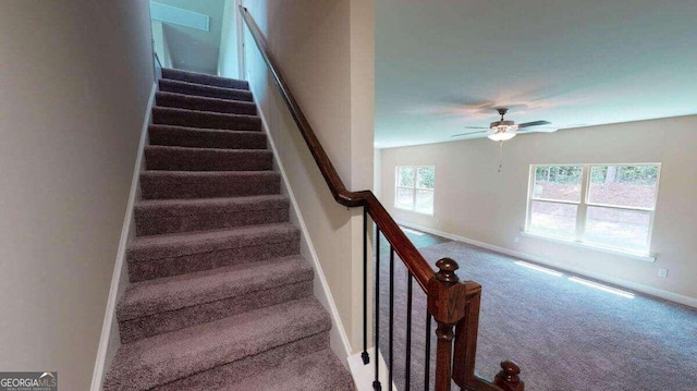 staircase featuring ceiling fan and carpet