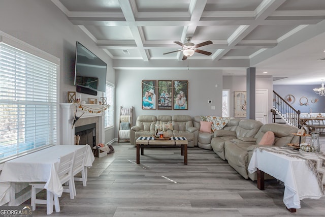 living room with ceiling fan with notable chandelier, light wood-type flooring, a wealth of natural light, and coffered ceiling