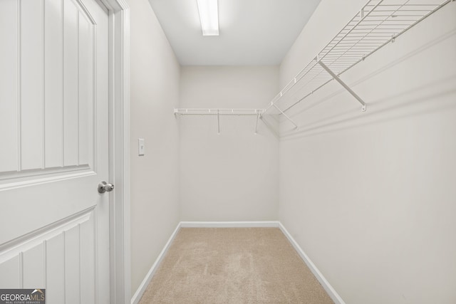 spacious closet featuring carpet floors