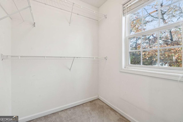 walk in closet featuring carpet flooring