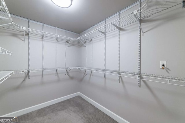 walk in closet featuring carpet flooring