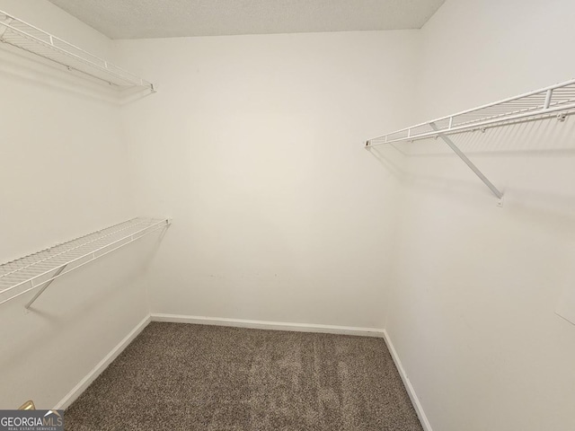 walk in closet with carpet flooring