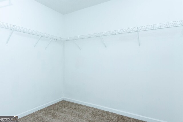 spacious closet featuring carpet