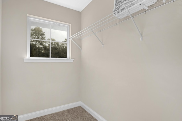 spacious closet featuring carpet floors