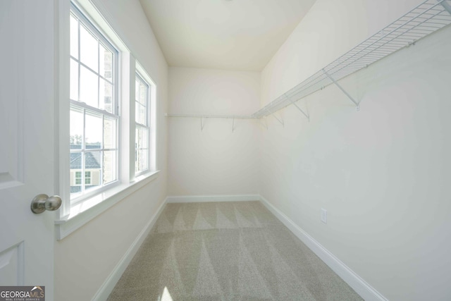 spacious closet featuring carpet flooring