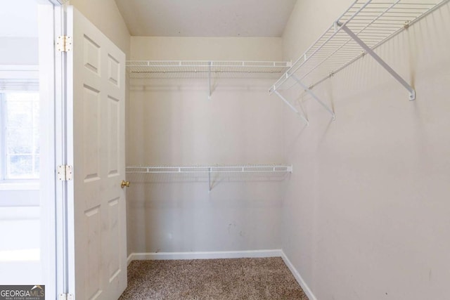 spacious closet featuring carpet