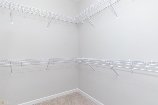 walk in closet with carpet flooring