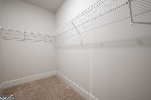 walk in closet featuring carpet flooring