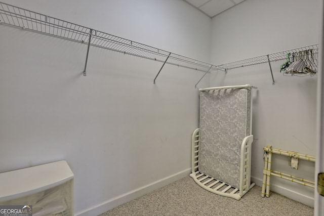 spacious closet featuring carpet flooring