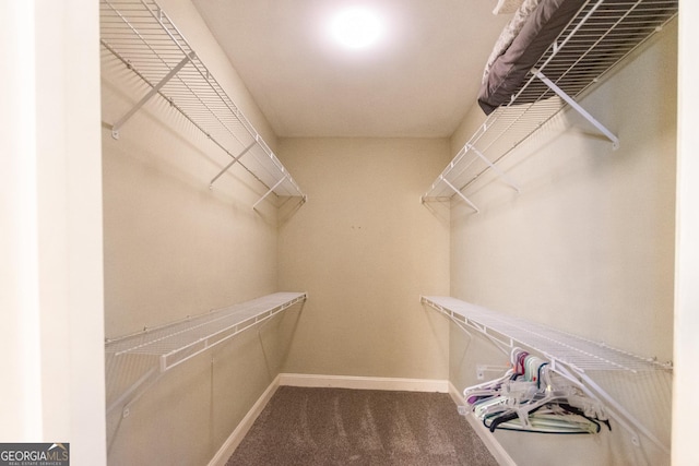 spacious closet featuring carpet floors