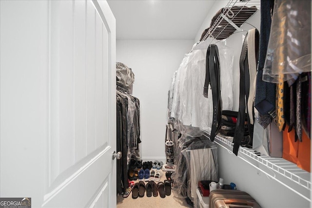 spacious closet featuring carpet floors