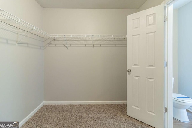 walk in closet with carpet floors