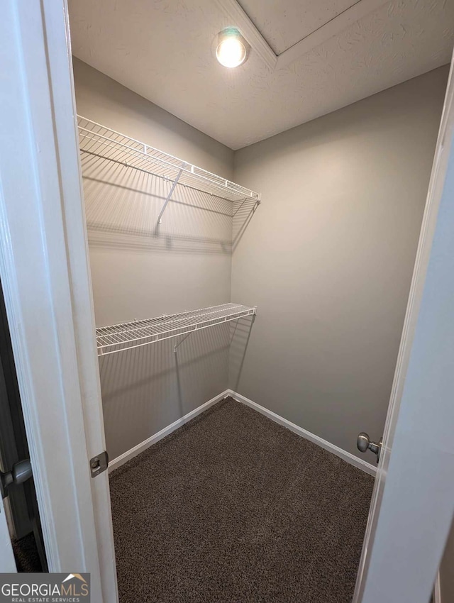 walk in closet featuring carpet floors